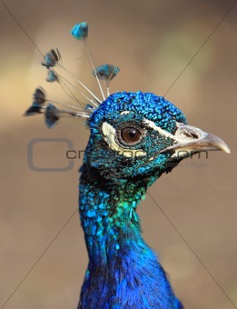 Close-up peacock