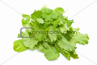 Fresh lettuce 