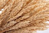 Wheat ears 