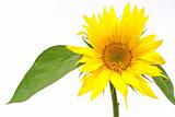 Sunflower with green leaves 