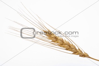 Wheat ear 