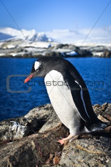 penguin on the rocks 