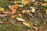 Autumn background,oak, leaf, acorn.