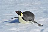 Emperor Penguin