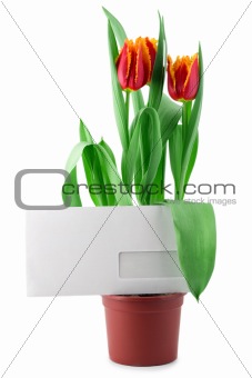 envelope in tulips