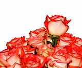 Rose flower bouquet