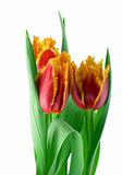 Spring tulips 
