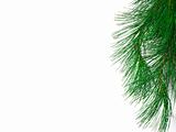 The branch of a christmas tree on white background