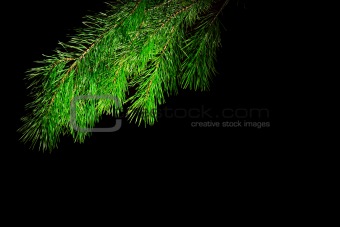 The branch of a christmas tree on black background