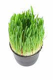 Green grass in a pot isolated