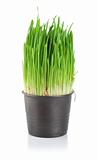 Green grass in a pot