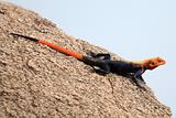 Red Headed Agama Lizard - Uganda, Africa