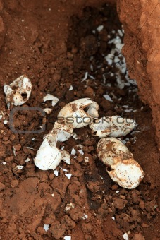 Crocodille Eggs - Agu River - Uganda, Africa