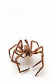 big brown spider with open legs sitting on white paper