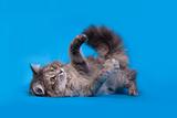 The gray Cat Playing on blue background
