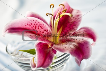  lily, romantic mood