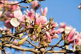 Blossoming Magnolia 