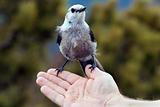 Bird on the hand