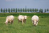 White bulls in a green field