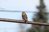 (9236) American Goldfinch (adult male non-breeding)