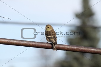 (9236) American Goldfinch (adult male non-breeding)