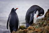 penguins on the rocks 