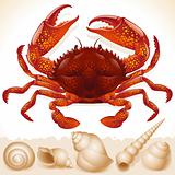 Red crab and few seashells
