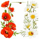 Poppy and Camomile design elements