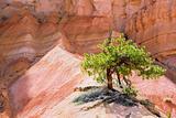 Lone Tree in Bryce Canyon