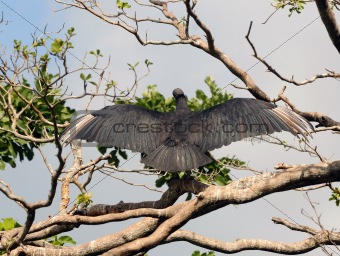 Vulture on a tree
