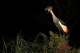 Crested Crane, Uganda