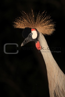 Crested Crane, Uganda