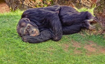 resting chimpanzee 
