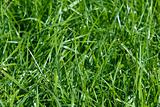 Grass on a lawn