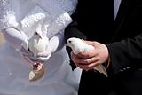 Wedding pigeons in hands of the groom and the bride 
