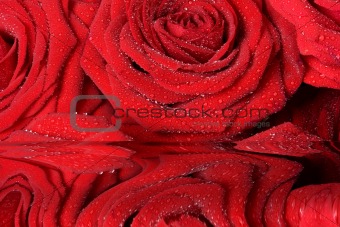  red roses 