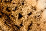 Background of lynx fur