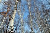 tops of bare birch trees