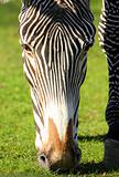 head of grazing zebra