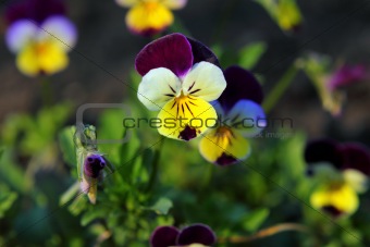 small pansy flowers