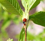 ladybug on twig