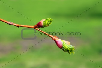 green buds macro