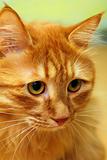 bobtail red cat portrait