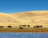 grazing horses on yellow hills