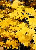 bright yellow maple leaves