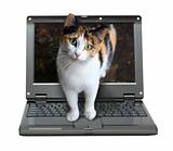 small laptop with cat