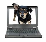 small laptop with dog