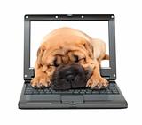 laptop with sleeping puppy dog