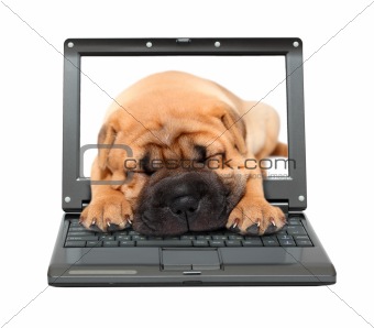 laptop with sleeping puppy dog