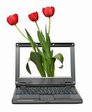 laptop with tulips bouquet